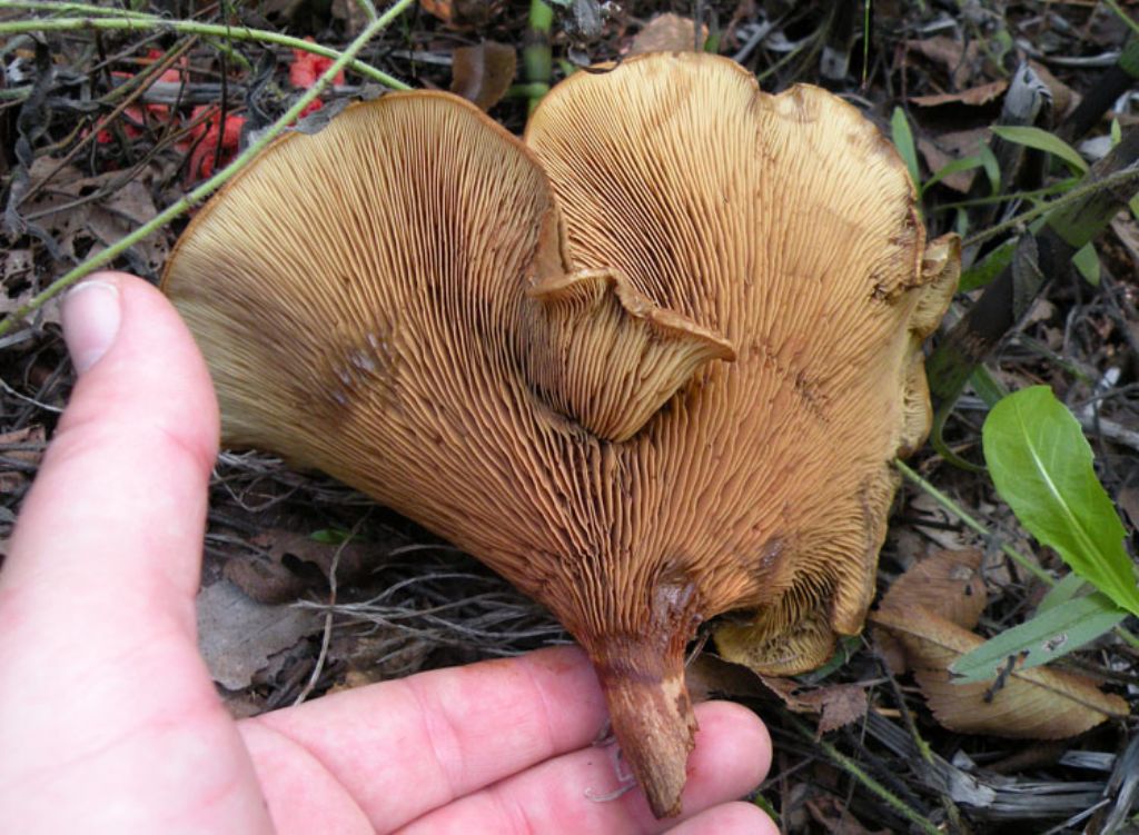 Paxillus rubicundulus?